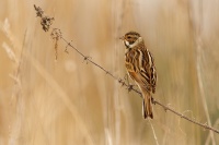 Strnad rakosni - Emberiza schoeniclus - Reed Bunting o4740
